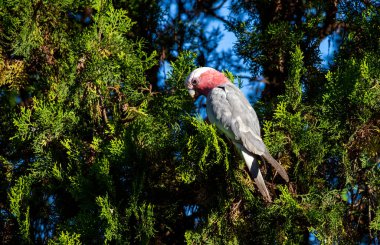Avustralyalı bir Galah (Eolophus roseicapilla) Sydney, NSW, Avustralya 'da yemyeşil yaprakların arasına tünemiştir (Fotoğraf: Tara Chand Malhotra)