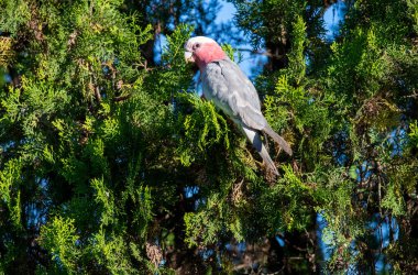 Bir Avustralyalı Galah (Eolophus roseicapilla) Sydney, NSW, Avustralya 'da bir ağaca tünemiştir (Fotoğraf: Tara Chand Malhotra)