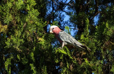 Avustralyalı bir Galah (Eolophus roseicapilla) Sydney, NSW, Avustralya 'da yemyeşil yaprakların arasına tünemiştir (Fotoğraf: Tara Chand Malhotra)