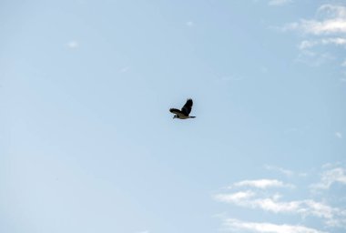 Avustralya Maskeli Kanat (Vanellus Miles) Sydney, NSW, Avustralya 'da uçuyor (Fotoğraf: Tara Chand Malhotra)