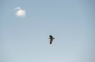 Avustralya Maskeli Kanat (Vanellus Miles) Sydney, NSW, Avustralya 'da uçuyor (Fotoğraf: Tara Chand Malhotra)