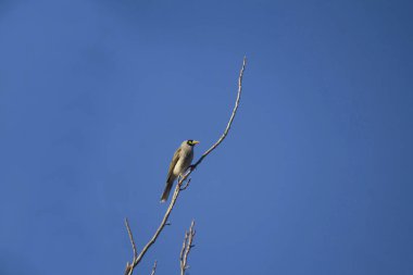 Bir Avustralyalı Gürültücü Madenci (Manorina melanocephala) Sydney, NSW, Avustralya 'da canlı bir mavi gökyüzüne karşı çıplak bir dala tünemiştir (Fotoğraf: Tara Chand Malhotra)