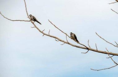 İki Avustralyalı Gürültücü Madenci (Manorina melanocephala) Sydney, NSW, Avustralya 'da çıplak bir ağaç dalına tünemiştir (Fotoğraf: Tara Chand Malhotra)