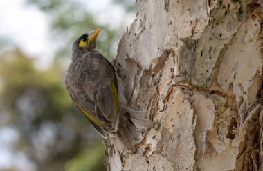 Genç bir Avustralyalı Gürültücü Madenci (Manorina melanocephala) Sydney, NSW, Avustralya 'da bir ağaç gövdesine tünedi (Fotoğraf: Tara Chand Malhotra)