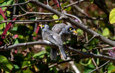 Bir çift Avustralyalı Gürültücü Madenci (Manorina melanocephala) Sydney, NSW, Avustralya 'da bir dala tünedi (Fotoğraf: Tara Chand Malhotra)