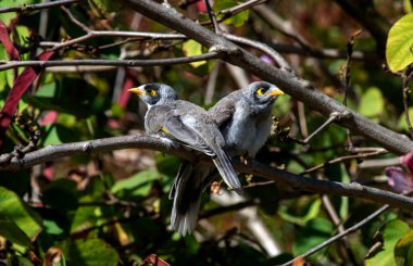 Bir çift Avustralyalı Gürültücü Madenci (Manorina melanocephala) Sydney, NSW, Avustralya 'da bir dala tünedi (Fotoğraf: Tara Chand Malhotra)