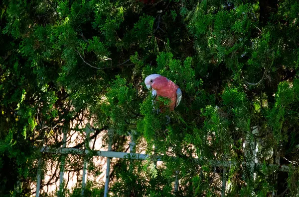 Sidney, NSW, Avustralya 'da (Fotoğraf: Tara Chand Malhotra) bir ağaç dalına tünemiş bir Avustralya Galası (Eolophus roseicapilla))