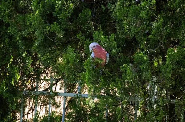 Sidney, NSW, Avustralya 'da (Fotoğraf: Tara Chand Malhotra) bir ağaç dalına tünemiş bir Avustralya Galası (Eolophus roseicapilla))