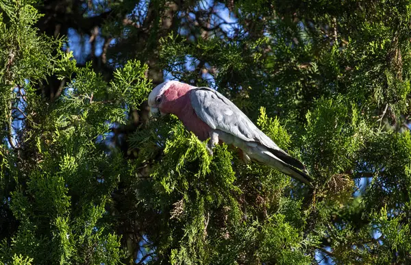 Avustralyalı bir Galah (Eolophus roseicapilla) Sydney, NSW, Avustralya 'da yemyeşil yaprakların arasına tünemiştir (Fotoğraf: Tara Chand Malhotra)
