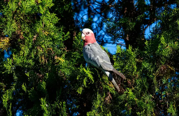 Avustralyalı bir Galah (Eolophus roseicapilla) Sydney, NSW, Avustralya 'da yemyeşil yaprakların arasına tünemiştir (Fotoğraf: Tara Chand Malhotra)