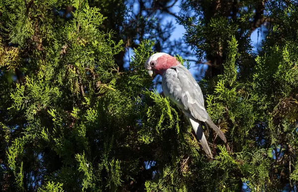 Avustralyalı bir Galah (Eolophus roseicapilla) Sydney, NSW, Avustralya 'da yemyeşil yaprakların arasına tünemiştir (Fotoğraf: Tara Chand Malhotra)