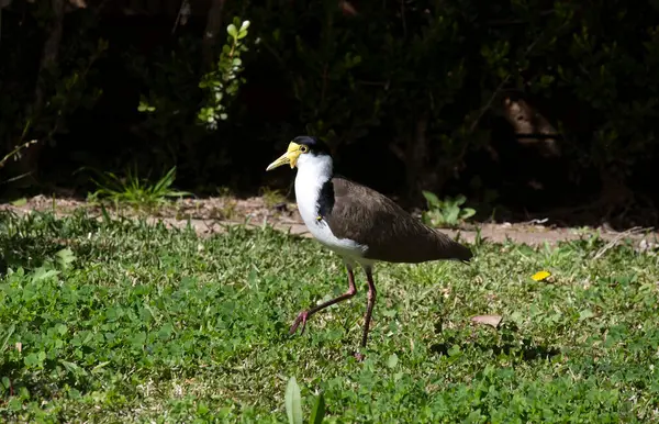 Sydney, NSW, Avustralya 'daki Avustralya Maskeli Kanadı' nın (Vanellus Miles) yakın çekimi (Fotoğraf: Tara Chand Malhotra)