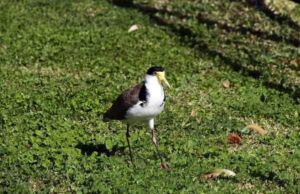 Sydney, NSW, Avustralya 'daki Avustralya Maskeli Kanadı' nın (Vanellus Miles) yakın çekimi (Fotoğraf: Tara Chand Malhotra)