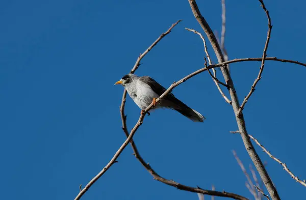 Bir Avustralyalı Gürültücü Madenci (Manorina melanocephala) Sydney, NSW, Avustralya 'da bir ağaç dalına tünemiştir (Fotoğraf: Tara Chand Malhotra)