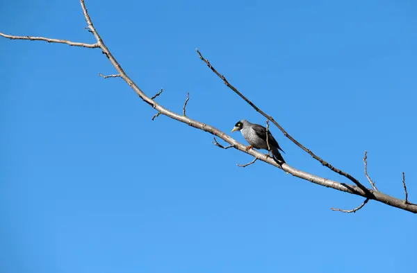Bir Avustralyalı Gürültücü Madenci (Manorina melanocephala) Sydney, NSW, Avustralya 'da canlı bir mavi gökyüzüne karşı çıplak bir dala tünemiştir (Fotoğraf: Tara Chand Malhotra)
