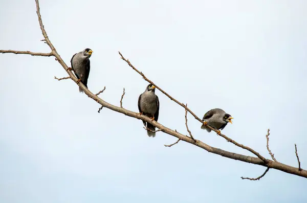 Üç Avustralyalı Gürültücü Madenci (Manorina melanocephala), Sydney, NSW, Avustralya 'da (Fotoğraf: Tara Chand Malhotra)