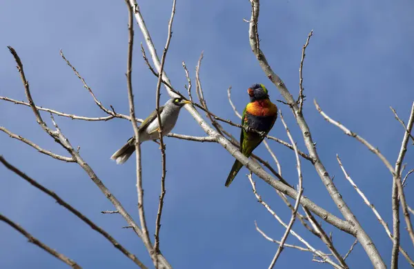Bir Avustralyalı Gürültücü Madenci (Manorina melanocephala) ve bir Gökkuşağı Lorikeet (Trichoglossus moluccanus) Sydney, NSW, Avustralya 'da açık mavi bir gökyüzüne karşı çıplak dallara tünemişlerdir (Fotoğraf: Tara Chand Malhotra)