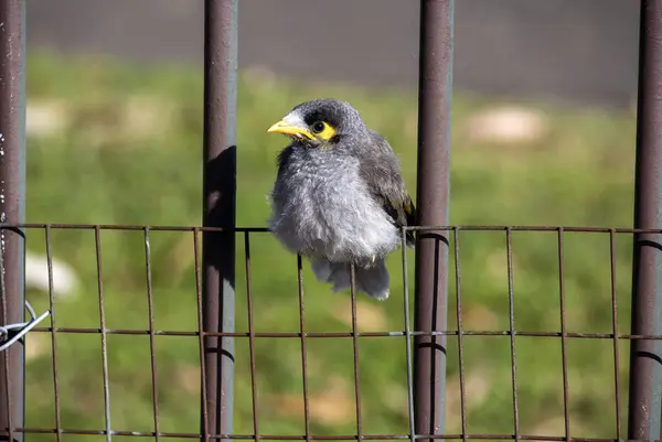 Genç bir Avustralyalı Gürültücü Madenci (Manorina melanocephala) Sydney, NSW, Avustralya 'da bir çite tünedi (Fotoğraf: Tara Chand Malhotra)