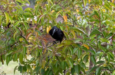 Avustralya Pied Currawong (Strepera graculina), Sydney, NSW, Avustralya 'da (Fotoğraf: Tara Chand Malhotra)