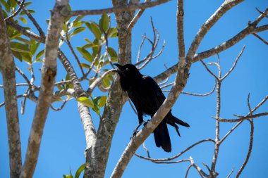 Avustralya Kuzgunları (Corvus coronoides) Sydney, NSW, Avustralya 'da bir ağaç dalına tünemiştir (Fotoğraf: Tara Chand Malhotra)