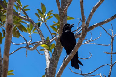 Avustralya Kuzgunları (Corvus coronoides) Sydney, NSW, Avustralya 'da bir ağaç dalına tünemiştir (Fotoğraf: Tara Chand Malhotra)