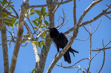Avustralya Kuzgunları (Corvus coronoides) Sydney, NSW, Avustralya 'da bir ağaç dalına tünemiştir (Fotoğraf: Tara Chand Malhotra)