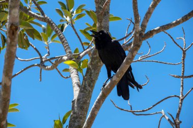 Avustralya Kuzgunları (Corvus coronoides) Sydney, NSW, Avustralya 'da bir ağaç dalına tünemiştir (Fotoğraf: Tara Chand Malhotra)