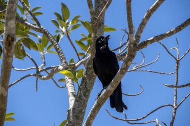 Avustralya Kuzgunları (Corvus coronoides) Sydney, NSW, Avustralya 'da bir ağaç dalına tünemiştir (Fotoğraf: Tara Chand Malhotra)
