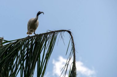 Avustralya 'da Sydney, NSW, Avustralya' daki bir vahşi yaşam parkında (Fotoğraf: Tara Chand Malhotra) bir ağaç dalına tünemiş bir Ibis (Threskiornis molucca).)