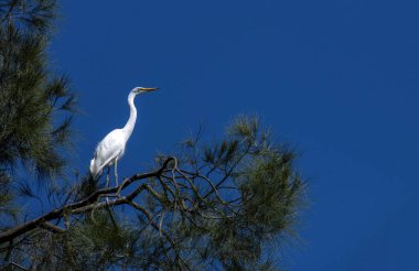 Bir Egret (Ardea alba), Sydney, New South Wales, Avustralya (Fotoğraf: Tara Chand Malhotra)