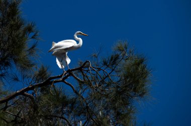 Bir Egret (Ardea alba), Sydney, New South Wales, Avustralya (Fotoğraf: Tara Chand Malhotra)