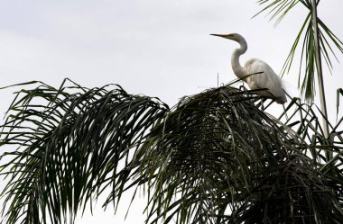 Bir Egret (Ardea alba), Sydney, New South Wales, Avustralya (Fotoğraf: Tara Chand Malhotra)