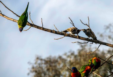 Gökkuşağı Lorikeet (Trichoglossus moluccanus) ve Avustralyalı Gürültücü Madenciler (Manorina melanocephala) Sydney, NSW, Avustralya 'da bir şubeyi paylaşırlar (Fotoğraf: Tara Chand Malhotra)