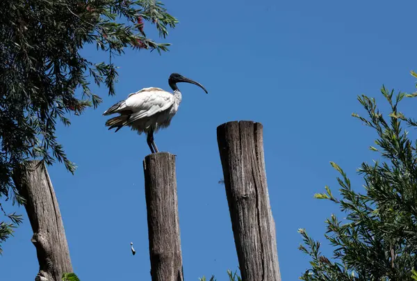 Avustralya 'da Sydney, NSW, Avustralya' da (Fotoğraf: Tara Chand Malhotra) bir yabani yaşam parkında (Threskiornis molucca) bir ahşap tezgah üzerine tünemiştir.)