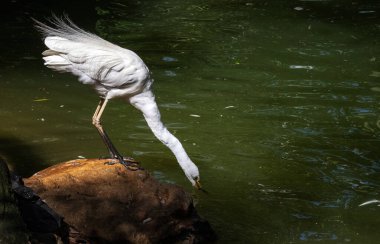 Bir Büyük Beyaz Akbalıkçıl (Ardea alba) Sydney, NSW, Avustralya 'daki bir vahşi yaşam parkında su içer (Fotoğraf: Tara Chand Malhotra)