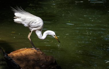 Bir Büyük Beyaz Akbalıkçıl (Ardea alba) Sydney, NSW, Avustralya 'daki bir vahşi yaşam parkında su içer (Fotoğraf: Tara Chand Malhotra)