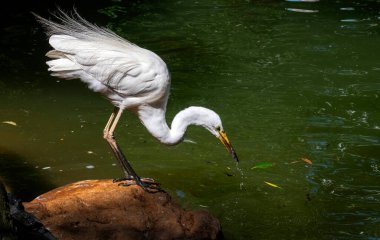 Bir Büyük Beyaz Akbalıkçıl (Ardea alba) Sydney, NSW, Avustralya 'daki bir vahşi yaşam parkında su içer (Fotoğraf: Tara Chand Malhotra)