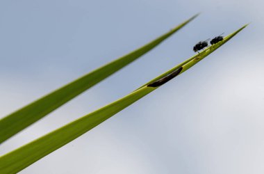 Sydney, NSW, Avustralya 'da bir yaprağın üzerinde oturan iki Sinek (Musca domestica) (Fotoğraf: Tara Chand Malhotra)