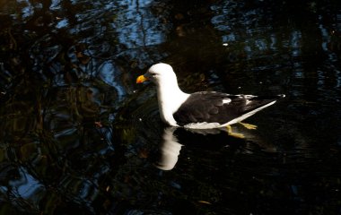 Bir Kelp Martı (Larus dominicanus), Sydney, New South Wales (NSW), Avustralya 'da (Fotoğraf: Tara Chand Malhotra)