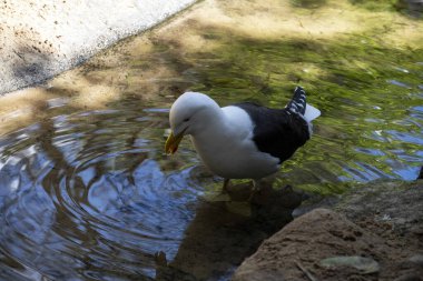 Yosun Martı (Larus dominicanus) Sydney, NSW, Avustralya 'daki bir vahşi yaşam parkında sığ sularda duruyor (Fotoğraf: Tara Chand Malhotra)