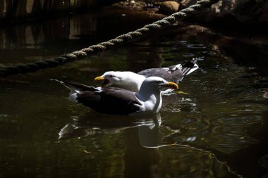 İki Kelp Martı (Larus dominicanus), Sydney, NSW, Avustralya 'daki bir vahşi yaşam parkında (Fotoğraf: Tara Chand Malhotra)