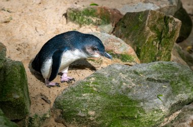 Küçük Mavi Penguen (Eudyptula minor) Sydney, Yeni Güney Galler 'deki bir vahşi yaşam parkında (Fotoğraf: Tara Chand Malhotra)