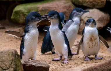 Bir grup Küçük Mavi Penguen (Eudyptula minor) Sydney, NSW, Avustralya 'daki bir vahşi yaşam parkında (Fotoğraf: Tara Chand Malhotra)