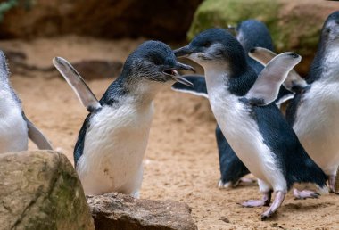 İki Küçük Mavi Penguen (Eudyptula minor) Sydney, Yeni Güney Galler 'deki bir vahşi yaşam parkında (Fotoğraf: Tara Chand Malhotra)