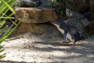Küçük Mavi Penguen (Eudyptula minor) Sydney, Yeni Güney Galler 'deki bir vahşi yaşam parkında (Fotoğraf: Tara Chand Malhotra)