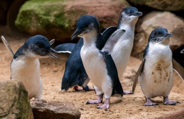 Bir grup Küçük Mavi Penguen (Eudyptula minor) Sydney, NSW, Avustralya 'daki bir vahşi yaşam parkında (Fotoğraf: Tara Chand Malhotra)