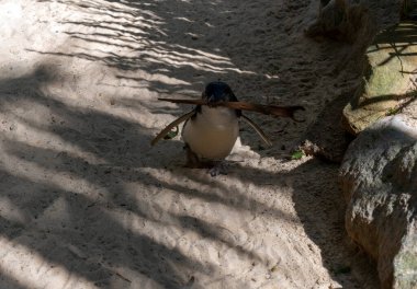 Küçük Mavi Penguen (Eudyptula minor) Sydney, NSW, Avustralya 'daki bir vahşi yaşam parkında yuva malzemesi topluyor.)