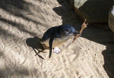 Küçük Mavi Penguen (Eudyptula minor) Sydney, NSW, Avustralya 'daki bir vahşi yaşam parkında yuva malzemesi topluyor.)