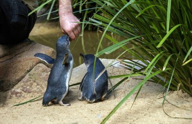 Küçük Mavi Penguenler (Eudyptula minor) için Sydney, NSW, Avustralya 'daki bir vahşi yaşam parkında beslenme zamanı (Fotoğraf: Tara Chand Malhotra)
