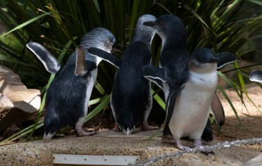 Bir grup Küçük Mavi Penguen (Eudyptula minor) Sydney, NSW, Avustralya 'daki bir vahşi yaşam parkında (Fotoğraf: Tara Chand Malhotra)